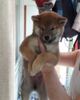 Prodm okovan tata shiba inu