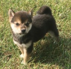 Prodm ern okovan miniaturn tata shiba inu