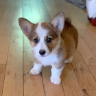 Prodm tata Pembroke Welsh Corgi.