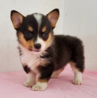 Prodm mini okovan tata Pembroke Welsh Corgi.