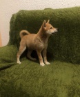 Shiba Inu tata