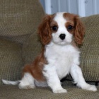 Prodm okovan a oderven tata Kavalr King Charles Spaniel.