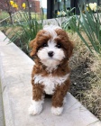 Prodm tata Cavapoo.