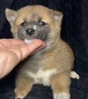 Prodm tata shiba inu