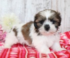 Prodm okovan tata SHIH TZU