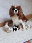 Kavalr king charles spaniel