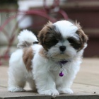 Prodm tata mini SHIH TZU