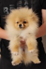 Pomeranian KRSN ttka