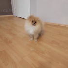 Pomeranian KRSN ttka