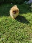 Pomeranian KRSN ttka