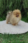 Pomeranian KRSN ttka