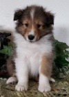 Prodm tata Sheltie (tata shetlandskho ovka).