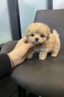 Prodm tata Maltipoo