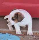 zskejte na prodej asn a zdrav tata jack russella.