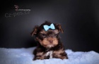 Yorkshire terrier s PP (rodokmeny)