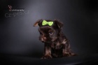 Yorkshire terrier s PP (rodokmeny)