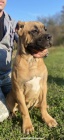 Cane Corso TOP tata na prodej