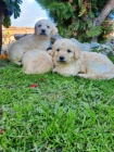 Goldendoodle tata na prodej