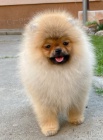 Pudl a Pomeransk pic tata