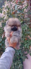 Pudl a Pomeransk pic tata