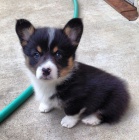 Prodm mini hraku tata Pembroke Welsh Corgi.