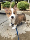 Prodm tata Pembroke Welsh Corgi.