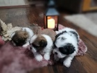 Shih Tzu tata