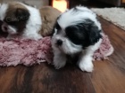 Shih Tzu tata