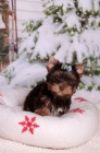 Yorkshire terrier s PP (rodokmeny)