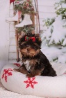 Yorkshire terrier s PP (rodokmeny)