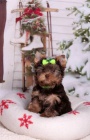 Yorkshire terrier s PP (rodokmeny)