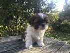 ttka shih-tzu s pp (shihtzu, i-tzu)