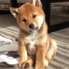 Prodm mini toy tata shiba inu