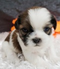 Prodm okovan a oderven tata SHIH TZU