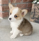 Prodm tata Pembroke Welsh Corgi.