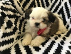 ttka shih-tzu s pp