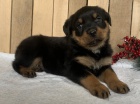 PRODM TATA ROTTWEILER.