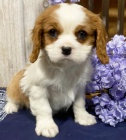 Prodm zdrav, okovan a oderven tata mini Cavalier King Charles Spaniel