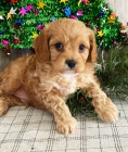 Cavapoo tata k adopci. Jsou okovan a oderven.