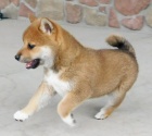 Prodm okovan tata mini shiba inu