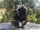 ttka shih-tzu s pp