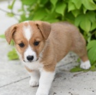 Prodm tata Pembroke Welsh Corgi.