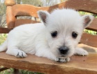 Prodm tata West Highland White Terriers