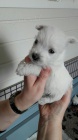 Prodm tata West Highland White Terriers