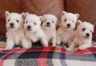 Prodm tata West Highland White Terriers