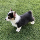 Prodm krsn tata Pembroke Welsh Corgi.