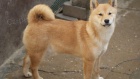 Shiba Inu tata na prodej