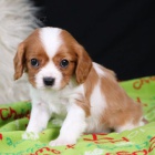 Prodm okovan tata mini kavalr King Charles Spaniel.