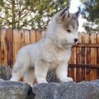 Prodm tata Pomskies (kenec sibisk husky a pomeranian)