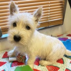 PRODM KRSN A OKOVAN tata West Highland White Terriers